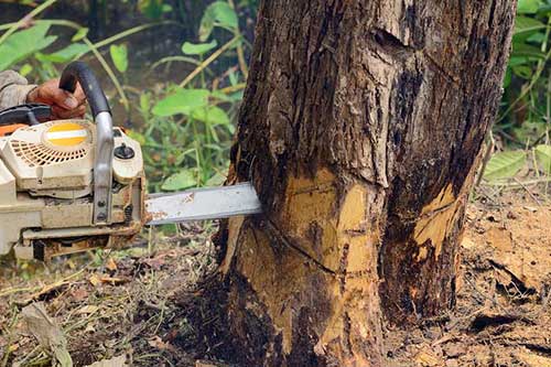 Cutting tree — Mackay tree removalist in QLD