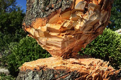 Lumber — Mackay tree removalist in QLD