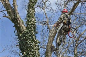 Arborist on work — Mackay tree removalist in QLD