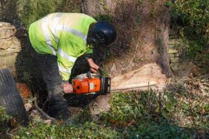 Cutting trees — Mackay tree removalist in QLD