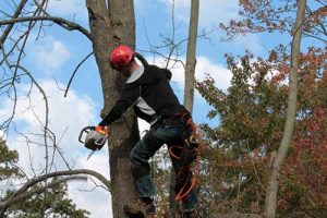 Arborist on work — Mackay tree removalist in QLD