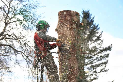 Arborist — Mackay tree removalist in QLD