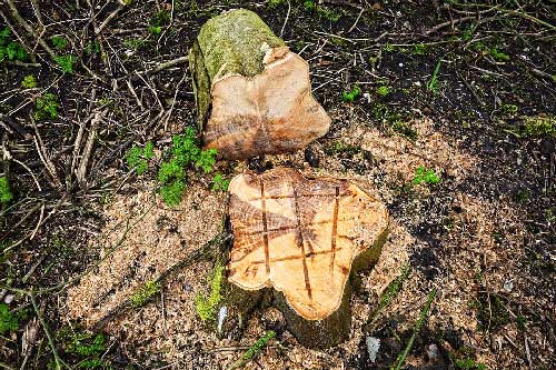 Stump Griding — Mackay tree removalist in QLD